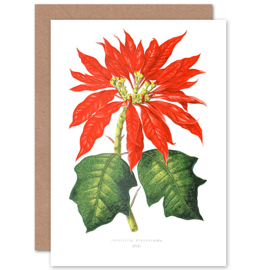 Flower Poinsettia Pulcherrima Christmas Card