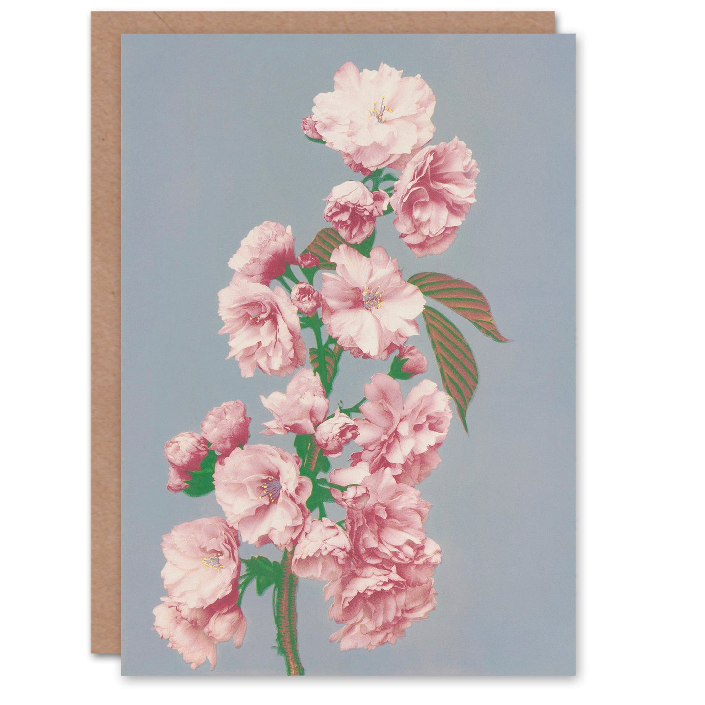 Ogawa Kazumasa Japanese Cherry Blossom Flower Bloom Greetings Card