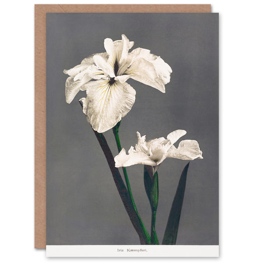 Ogawa Kazumasa Japanese White Water Iris Flowers Greetings Card