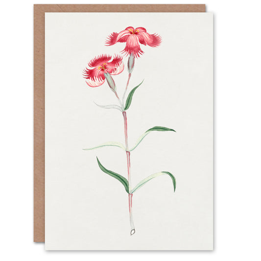 Vintage Japanese Botanical Nadeshiko Flower Greetings Card