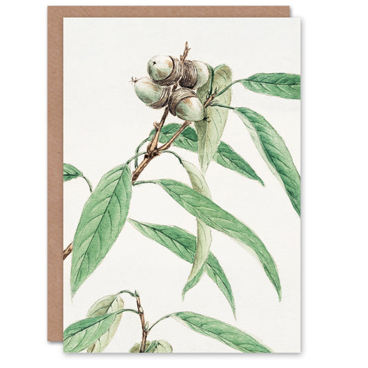 Megata Morikaga Acorns On Oak Tree Botanical Greetings Card