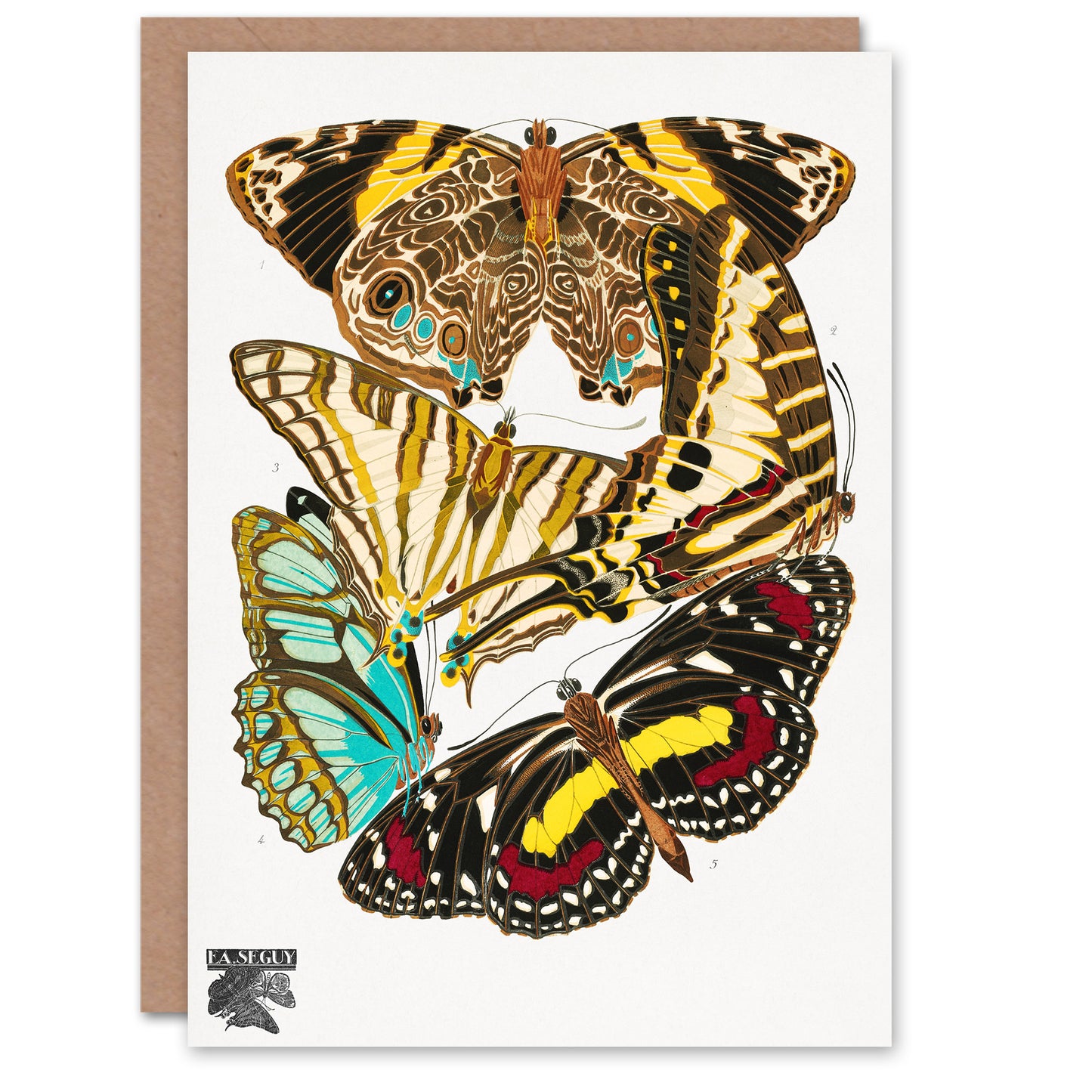 Eugene Seguy Papillons Butterflies Vintage Greetings Card