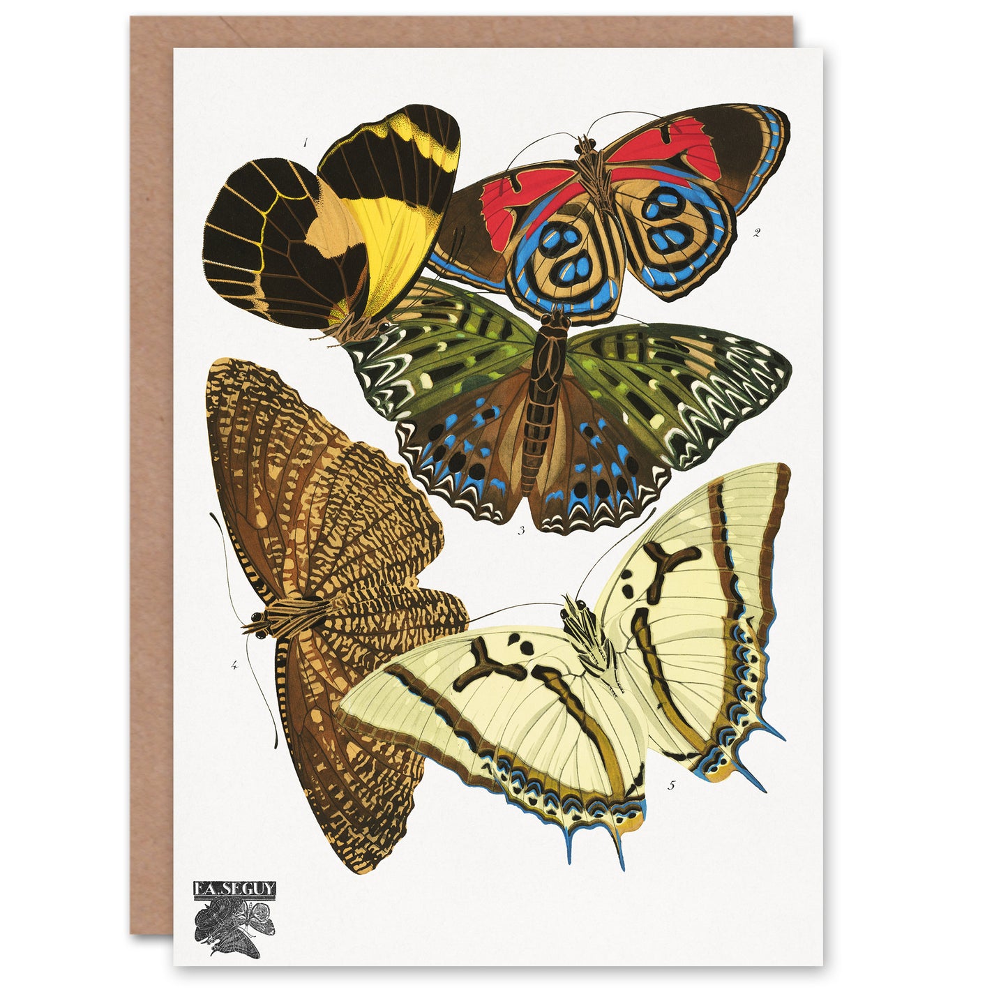 Eugene Seguy Vintage Butterflies Papillons Greetings Card