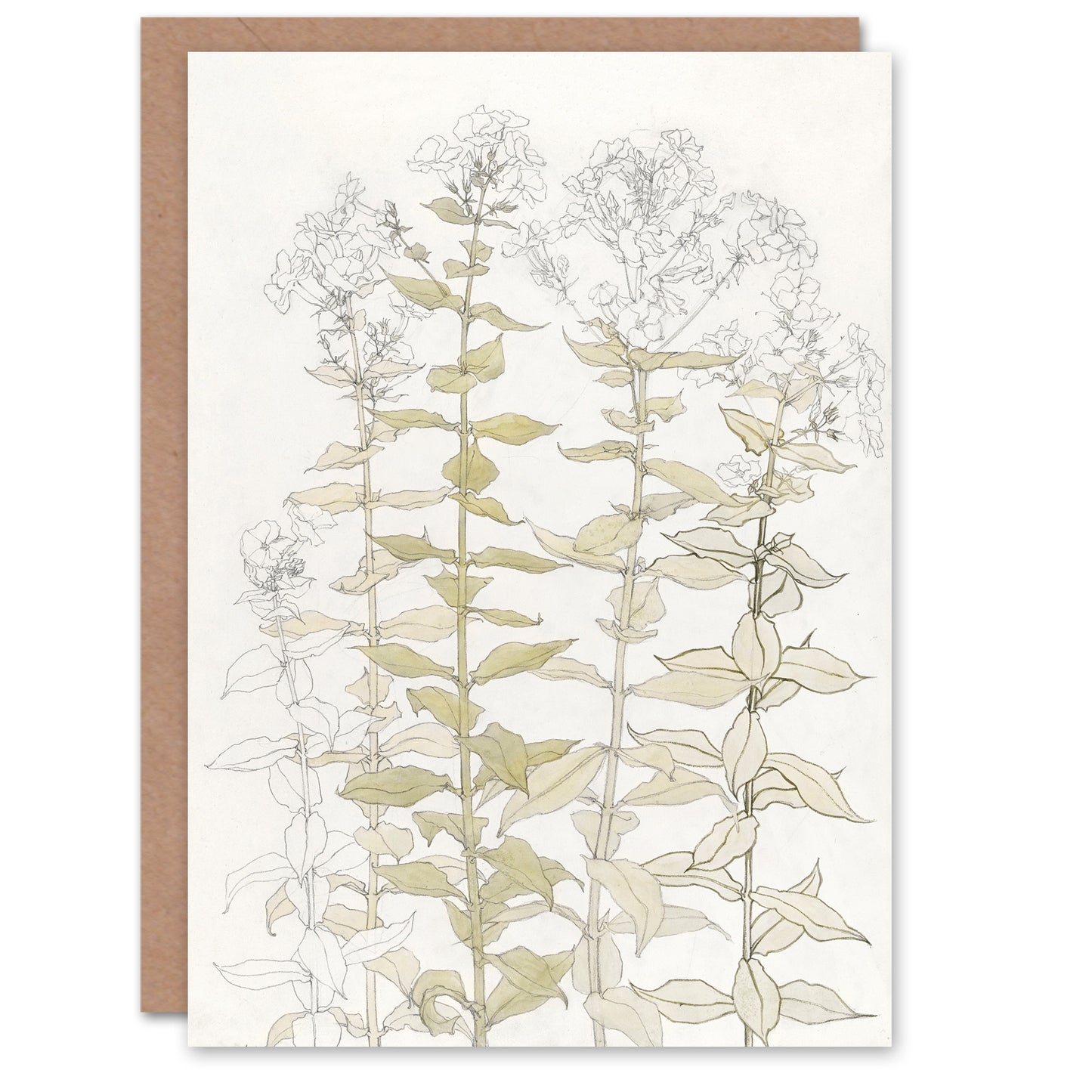 Julie de Graag Phlox Colour Sketch of Flowers Greetings Card