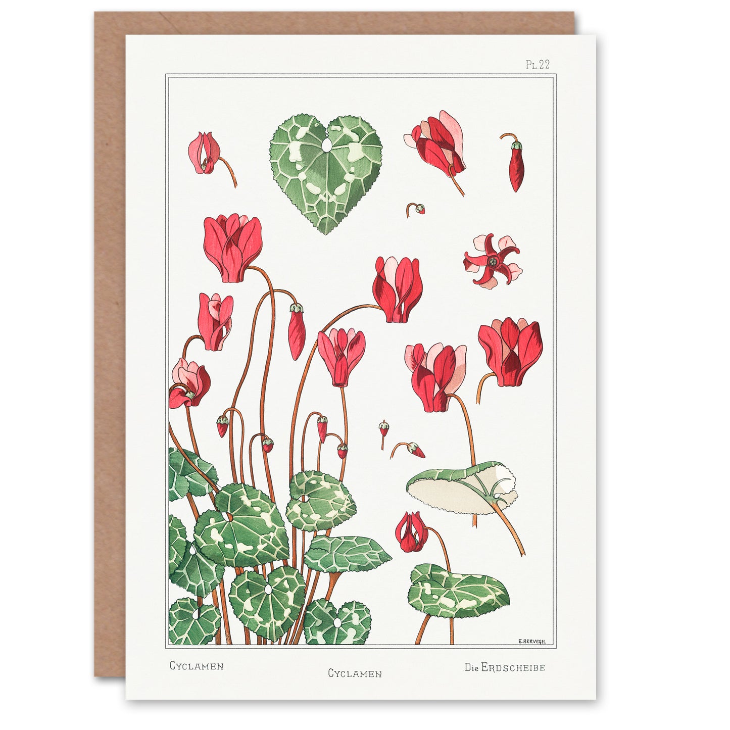 Maurice Pillard Verneuil Cyclamen Flower Plant Greetings Card