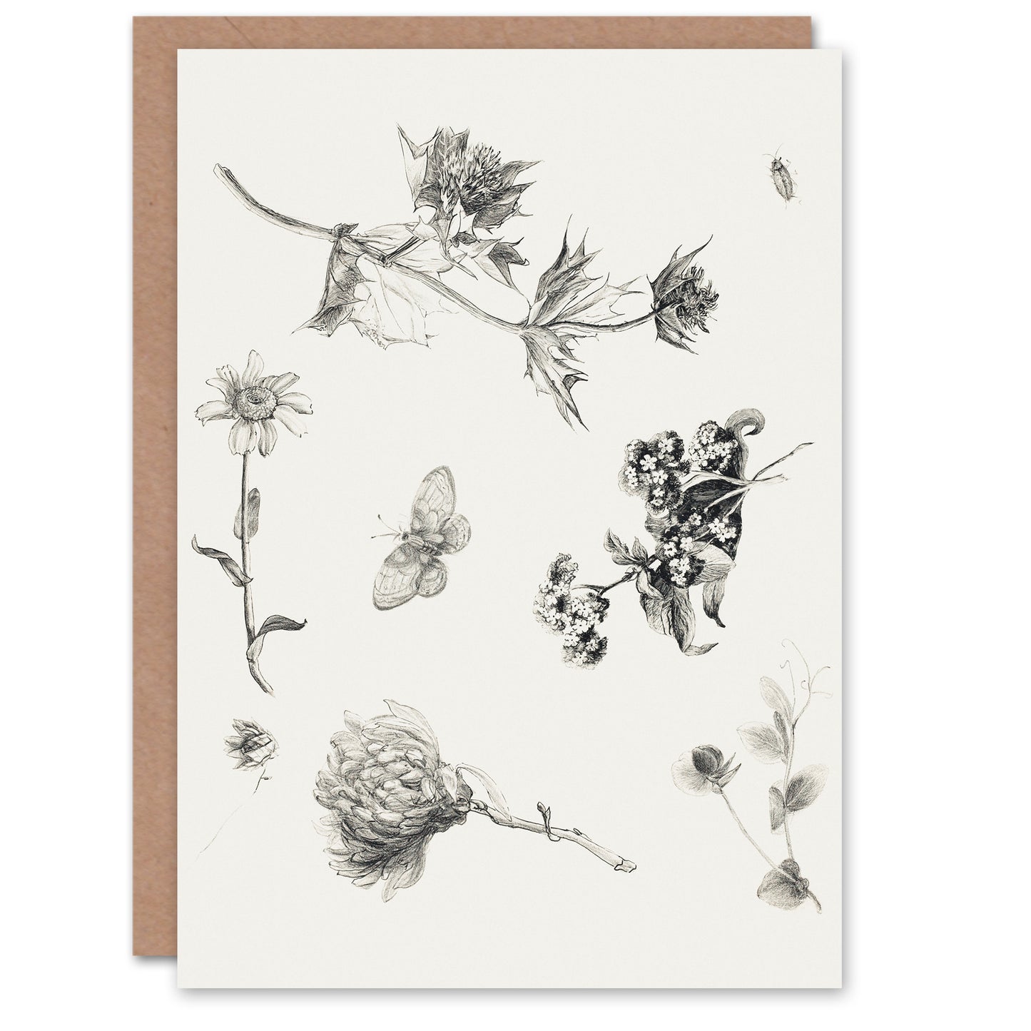Theo van Hoytema Flowers Leaves and Butterfly Drawing Greetings Card