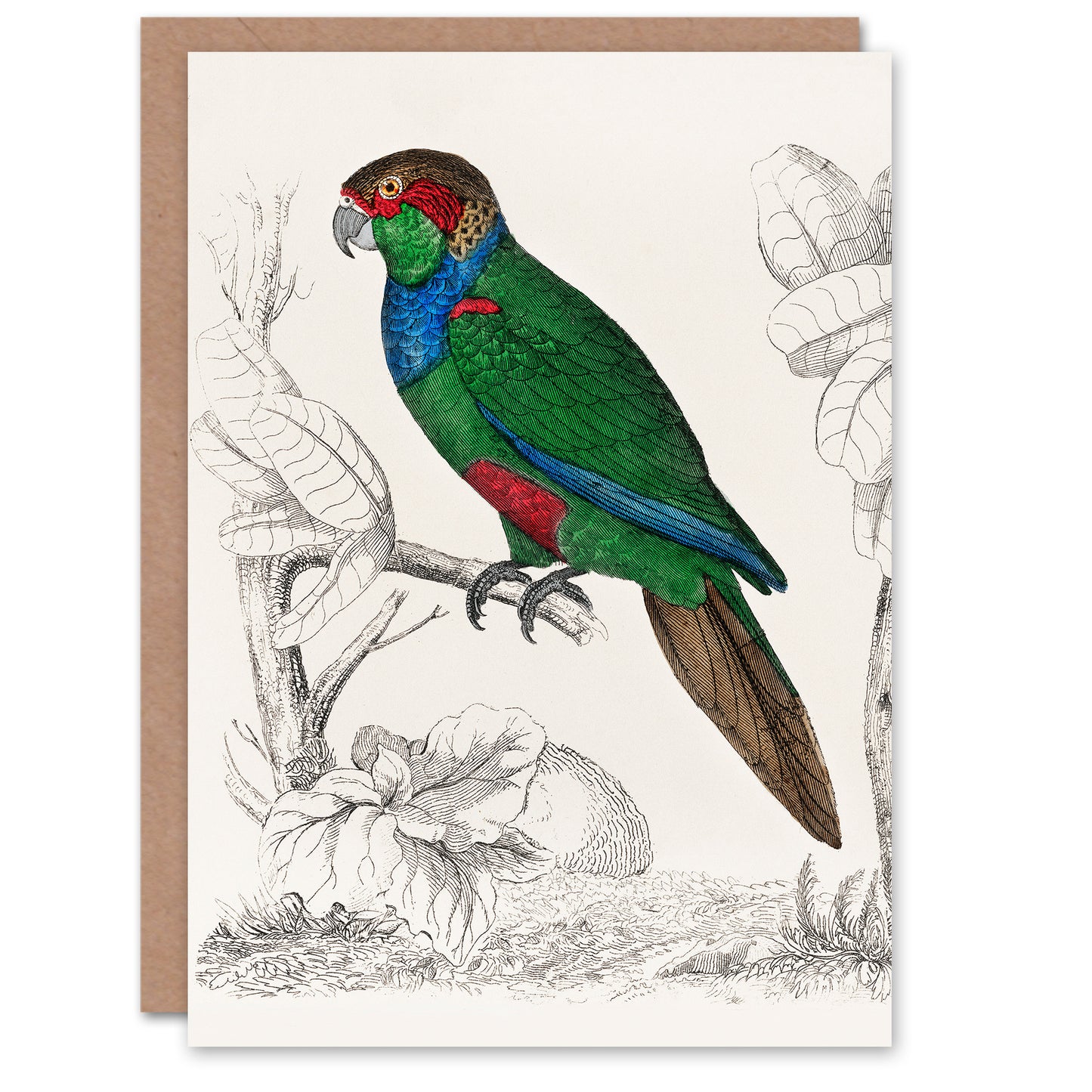 Oliver Goldsmith Parakeet Parrot Bird Drawing Greetings Card