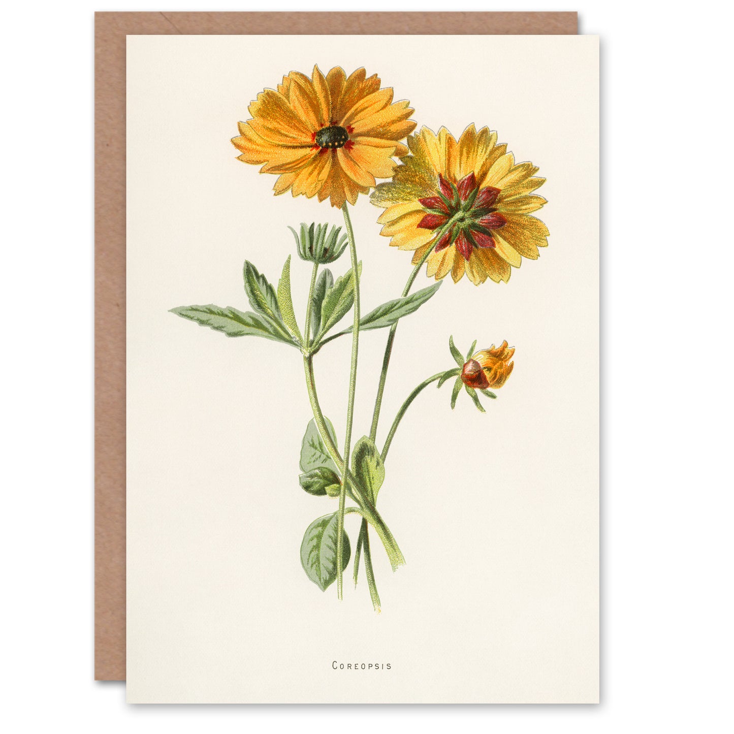 Frederick Edward Hulme Art Card Coreopsis Tickseed Flower