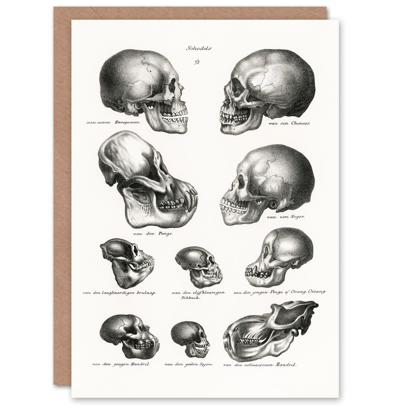 Schinz de Visser Art Card Human Monkey and Ape Skulls