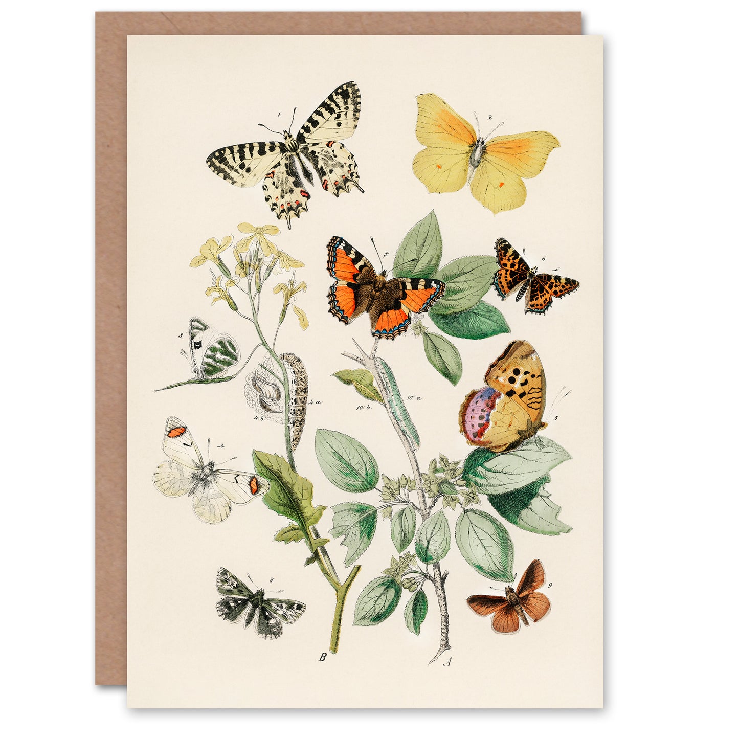 William Forsell Kirby Art Card Butterflies Moths Caterpillars