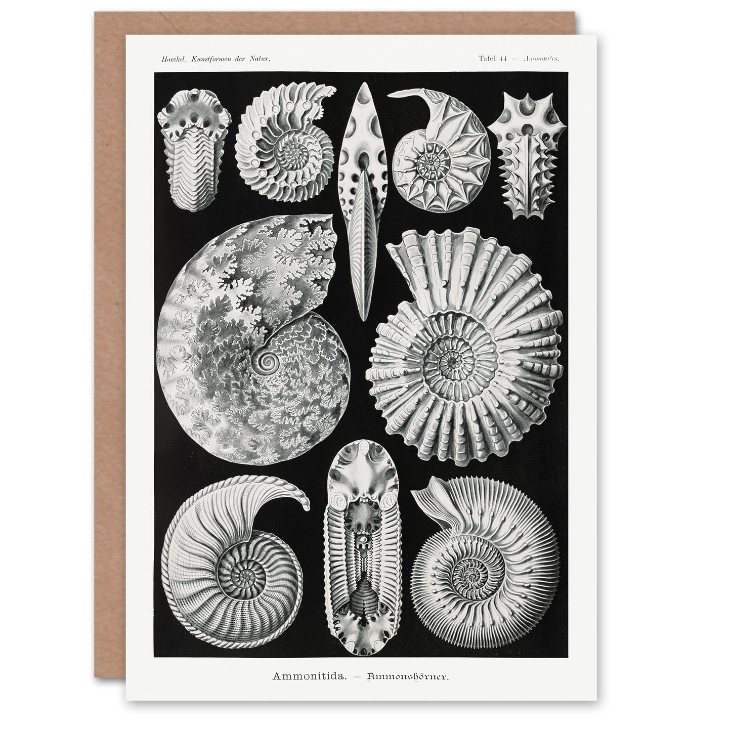 Ernst Haeckel Art Card Ammonite Fossil Cephalopods