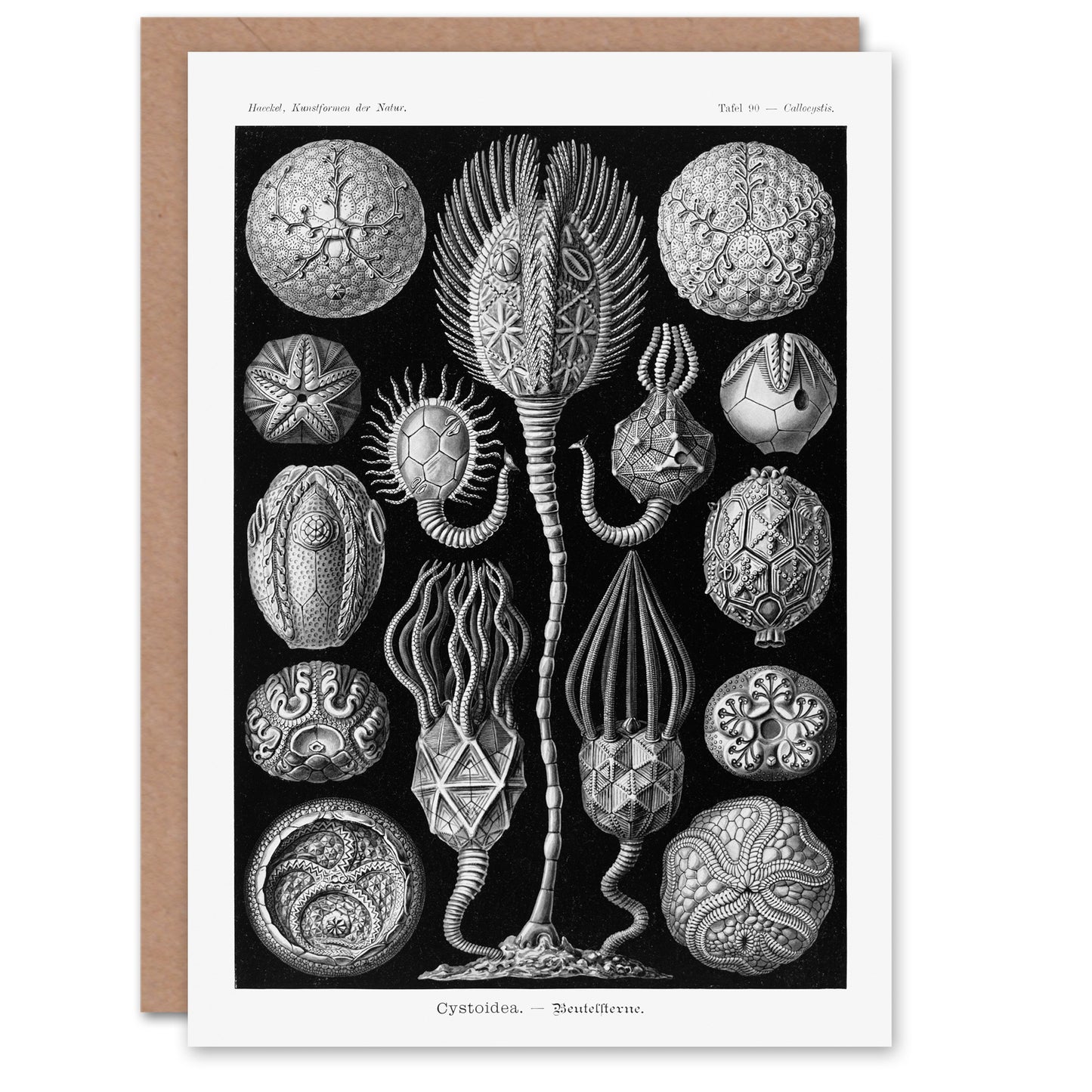 Ernst Haeckel Art Card Cystoidea Pouch Stars Marine Life