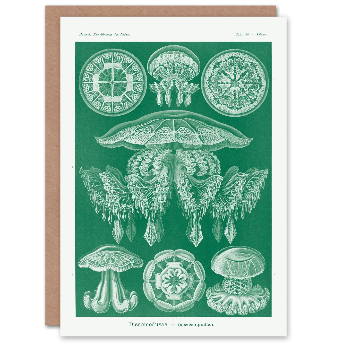 Ernst Haeckel Art Card Discomedusae Jellyfish Species