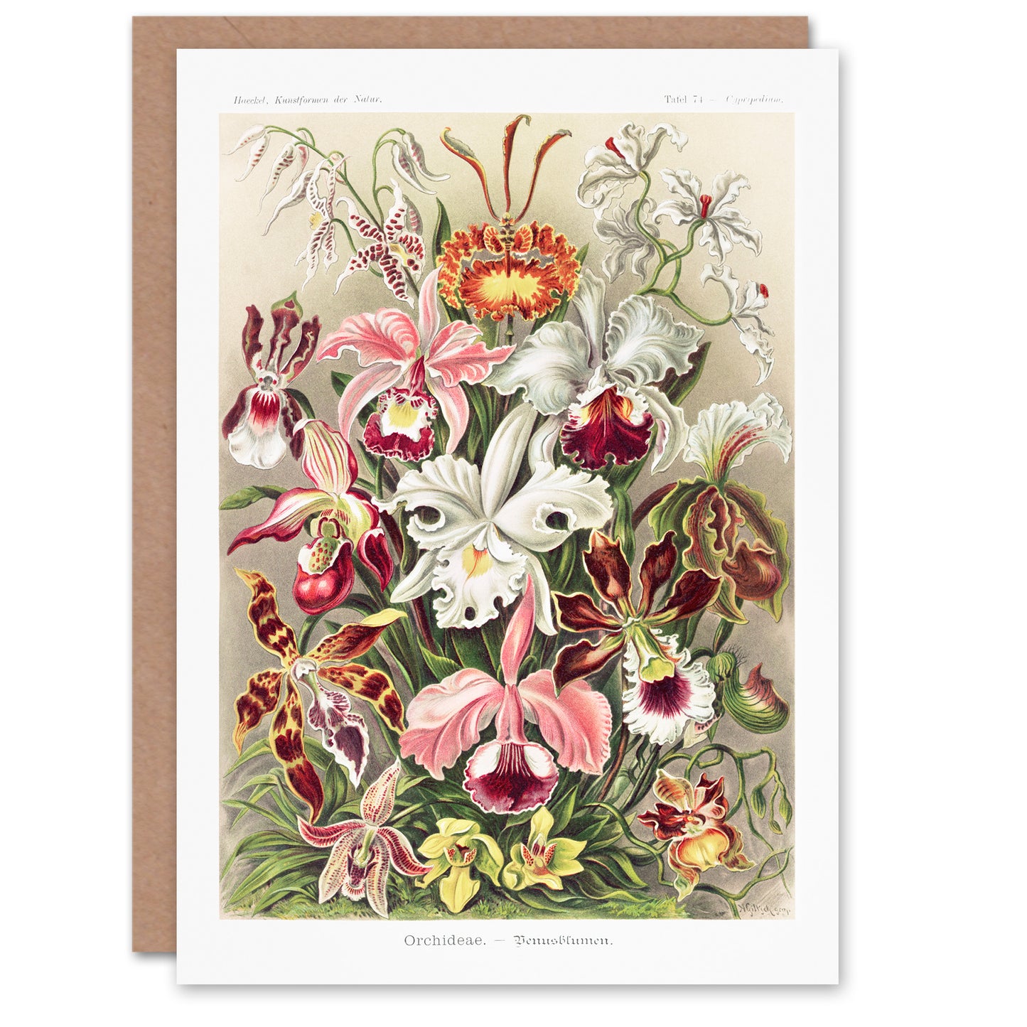 Ernst Haeckel Art Card Orchid Flower Colourful Varieties