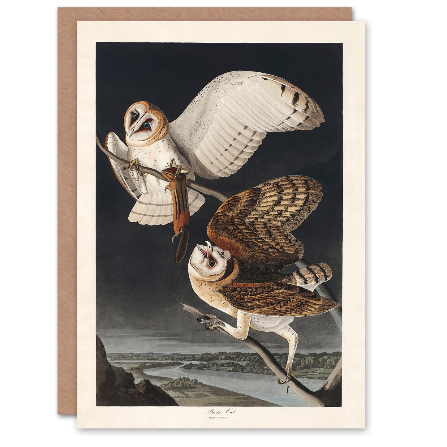 John James Audubon Art Card Birds of America Barn Owl