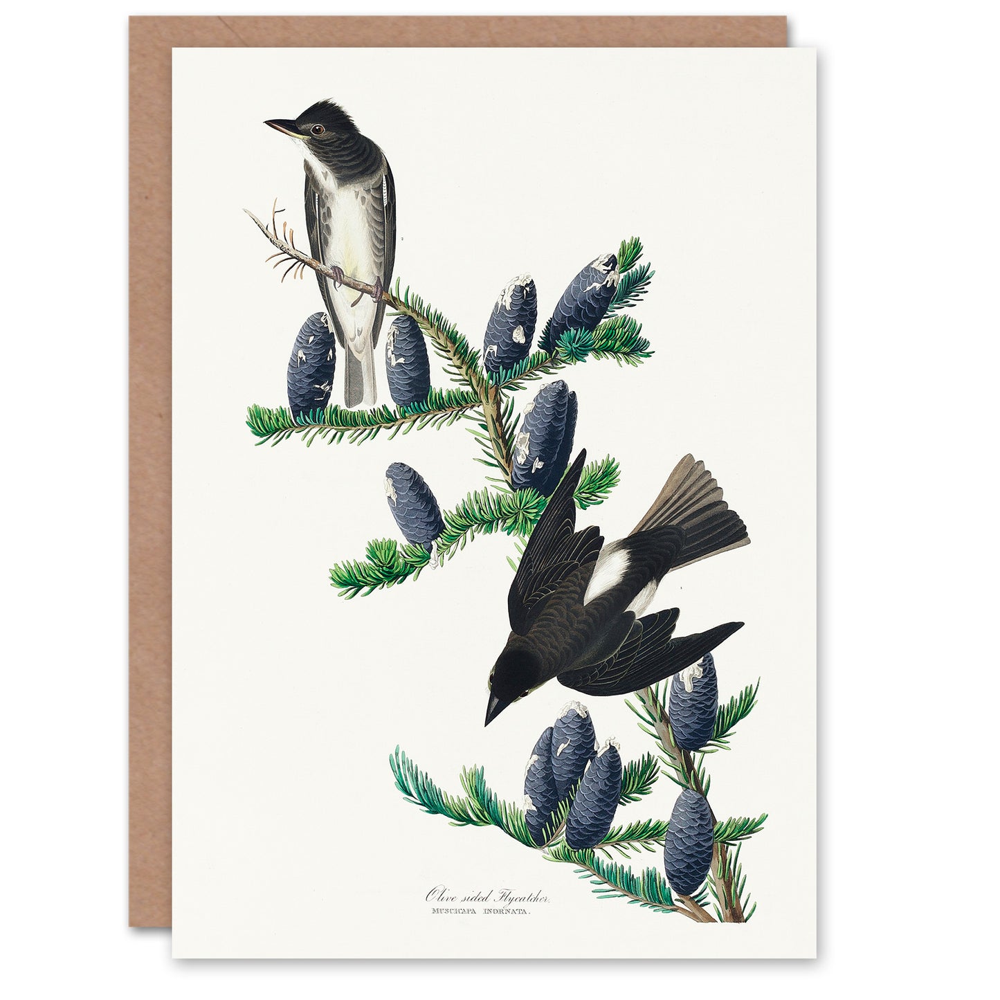 John James Audubon Art Card Olive Sided Flycatcher Bird on Fir Tree