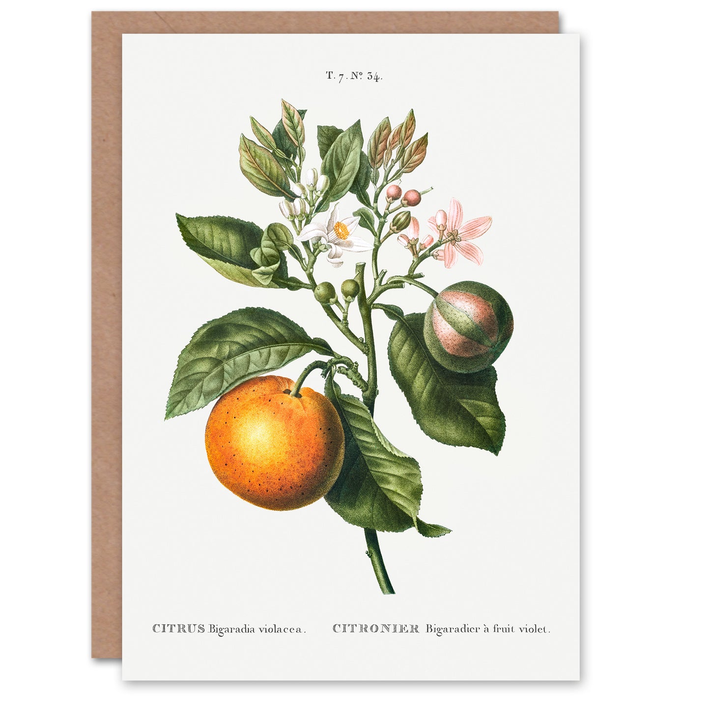 Pierre-Joseph Redouté Art Card Bitter Orange Vintage Botanical