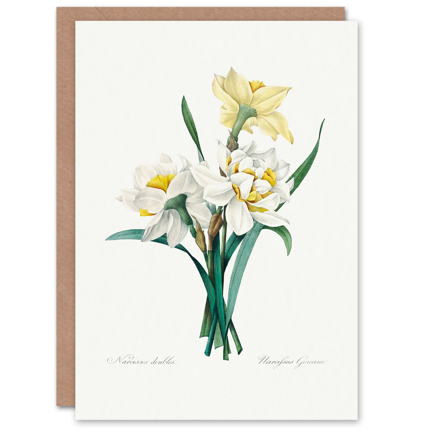 Pierre-Joseph Redouté Art Card Daffodil Vintage Floral Illustration