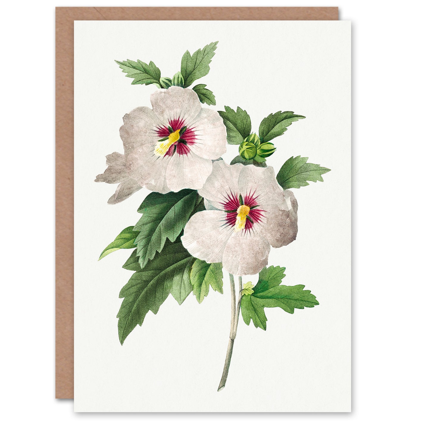 Pierre-Joseph Redouté Art Card Vintage Hibiscus Flower Illustration