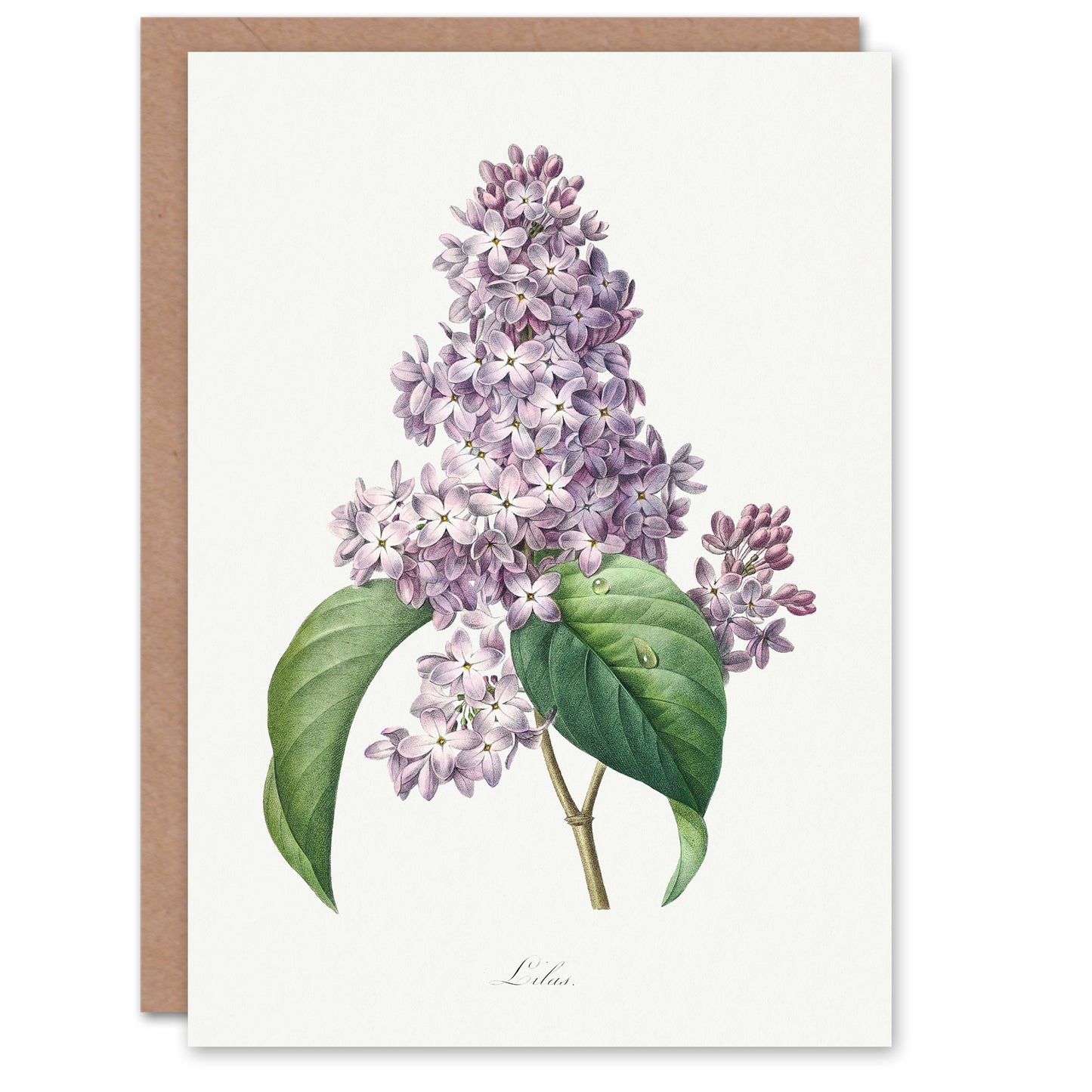 Pierre-Joseph Redouté Art Card Lilac Vintage Floral Illustration