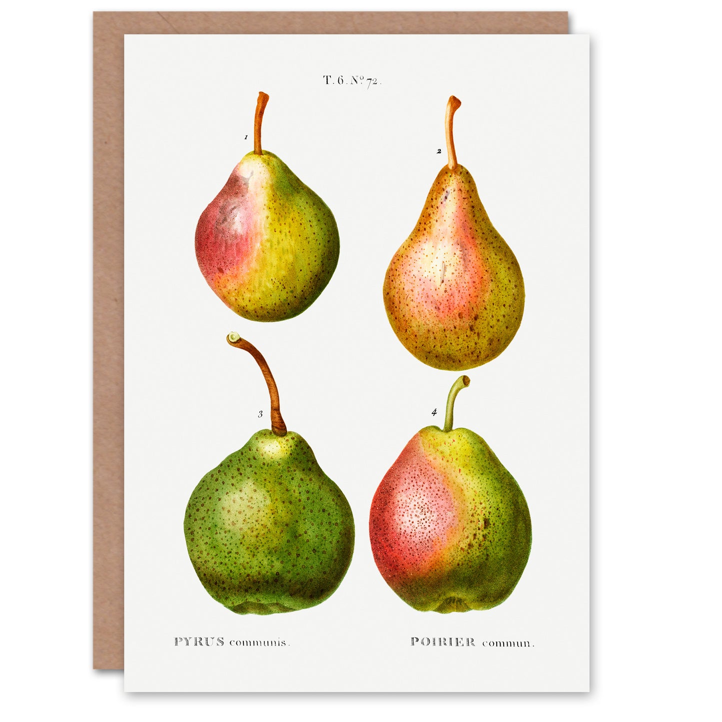 Pierre-Joseph Redouté Art Card Pear Fruit Vintage Illustration