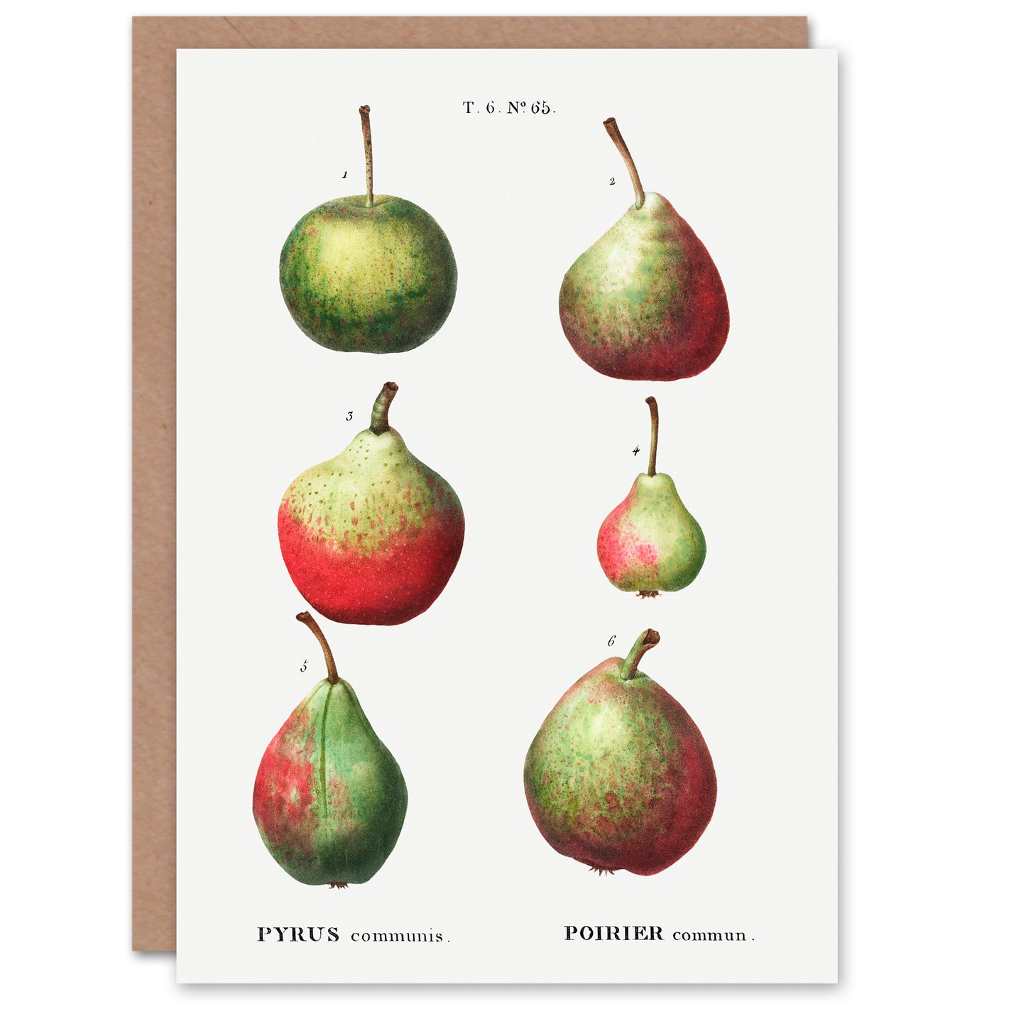 Pierre-Joseph Redouté Art Card Pear Fruit Varieties Vintage Illustration