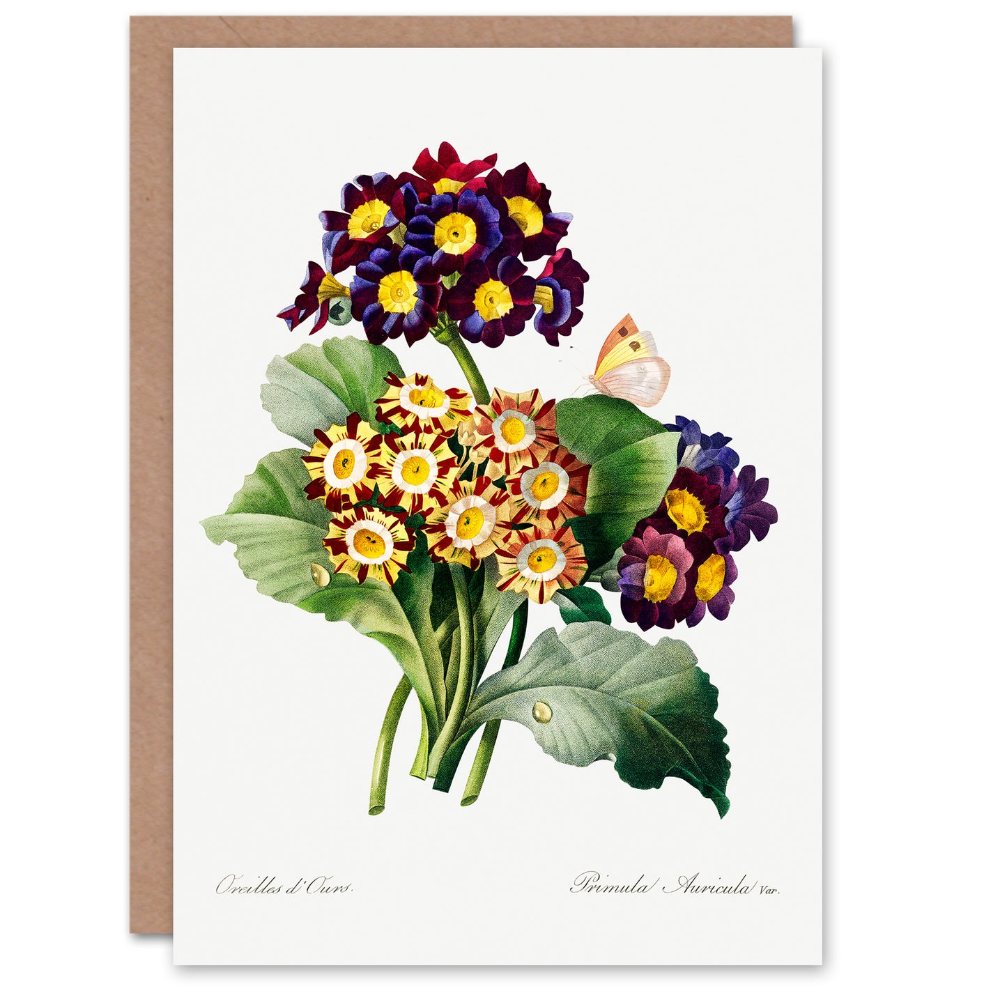 Pierre-Joseph Redouté Art Card Primrose Flowers Vintage Floral Illustration