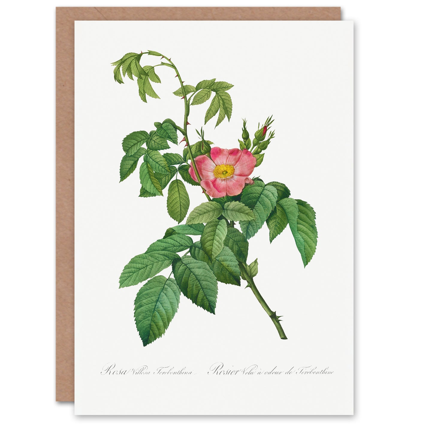 Pierre-Joseph Redouté Art Card Rosa Villosa Flower Bloom