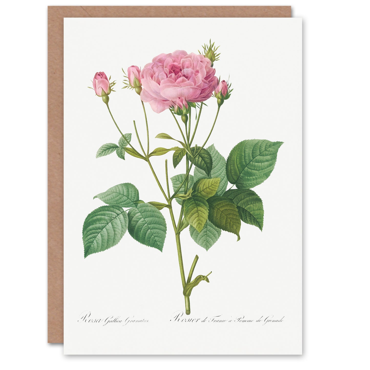 Pierre-Joseph Redouté Art Card Gallic Rose Vintage Flower Illustration