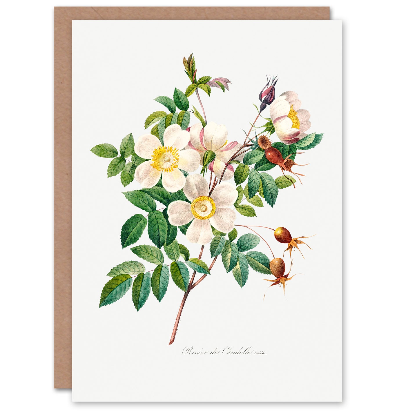 Pierre-Joseph Redouté Art Card White Rose Vintage Floral