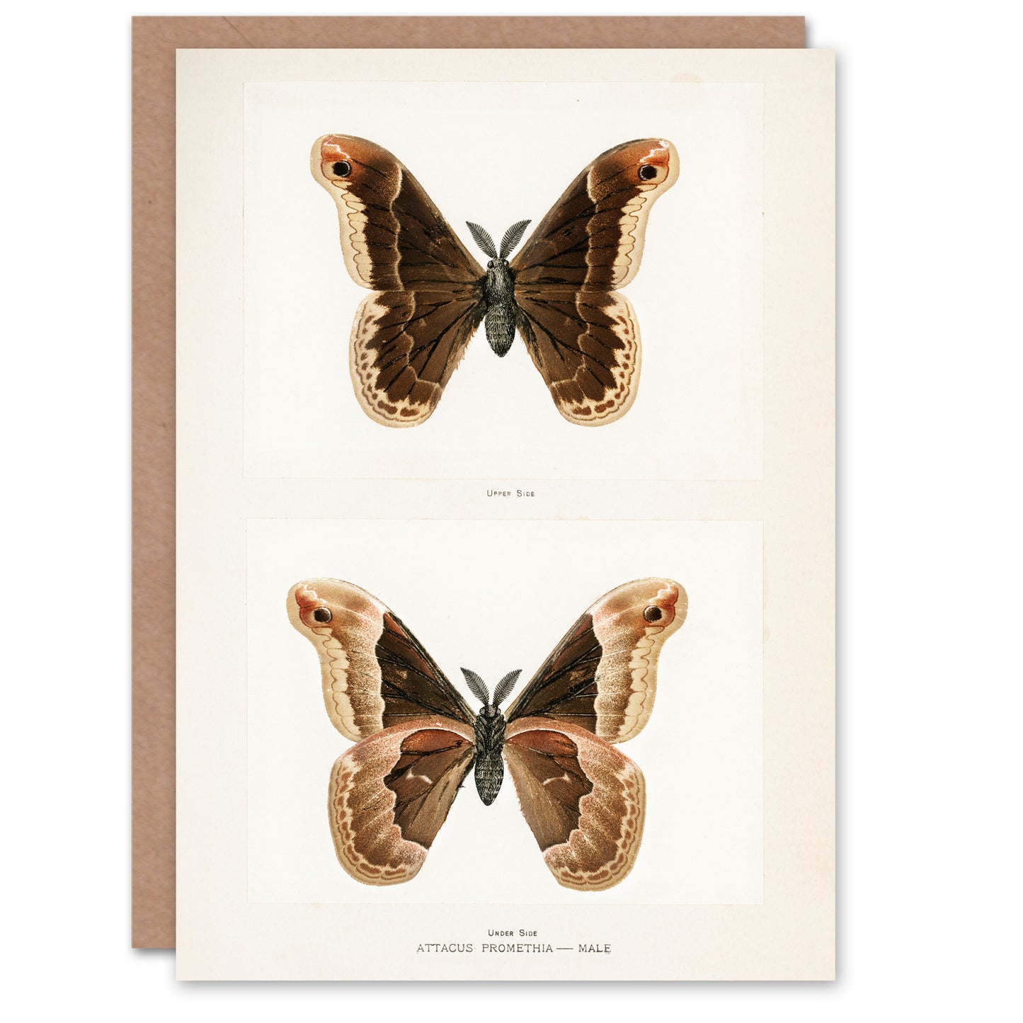 Sherman Denton Art Card Promethea Silk Moth Male
