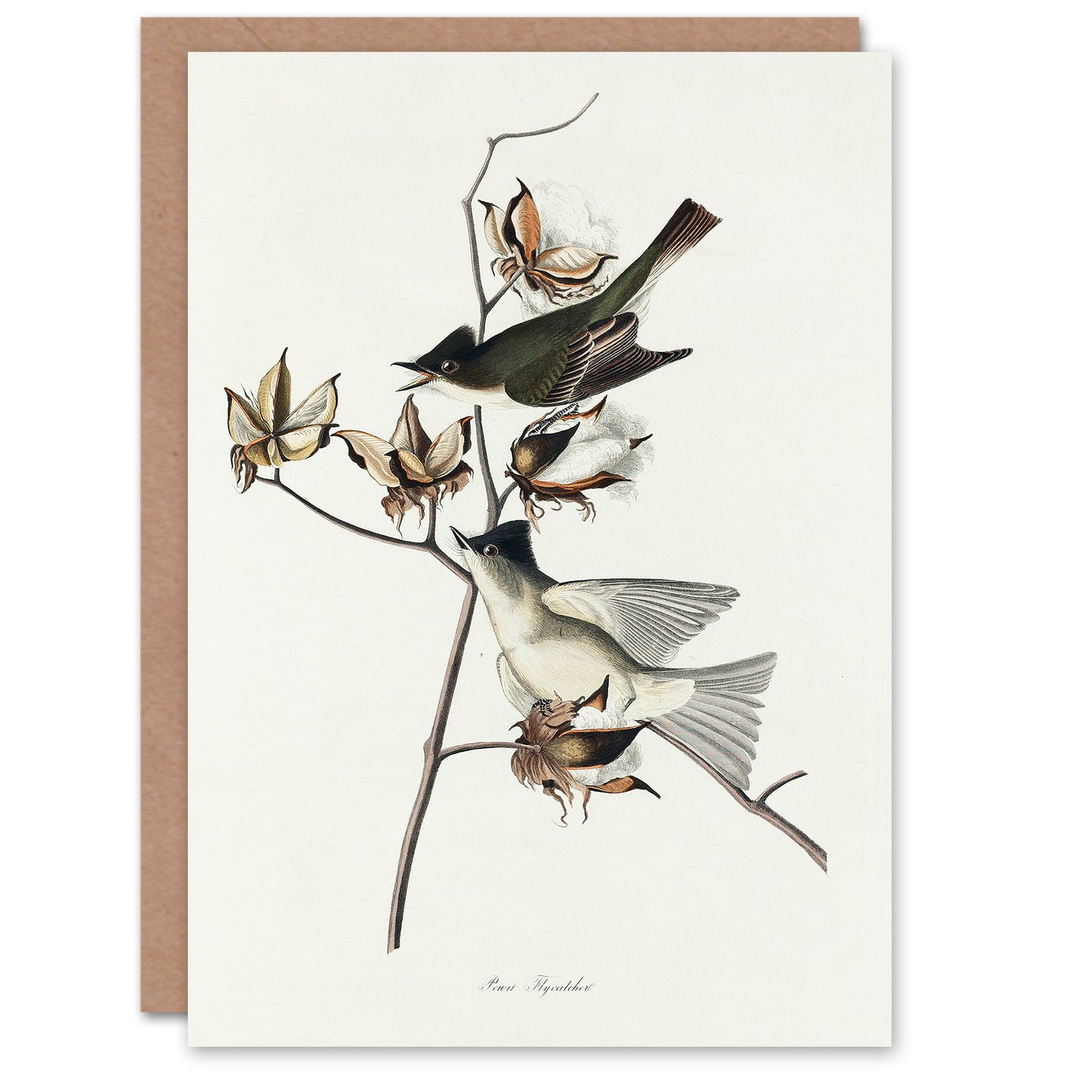 John James Audubon Art Card Pewit Flycatcher Birds