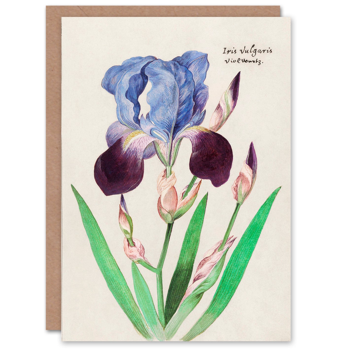Anselmus de Boodt Art Card Purple Iris Vulgaris Flower