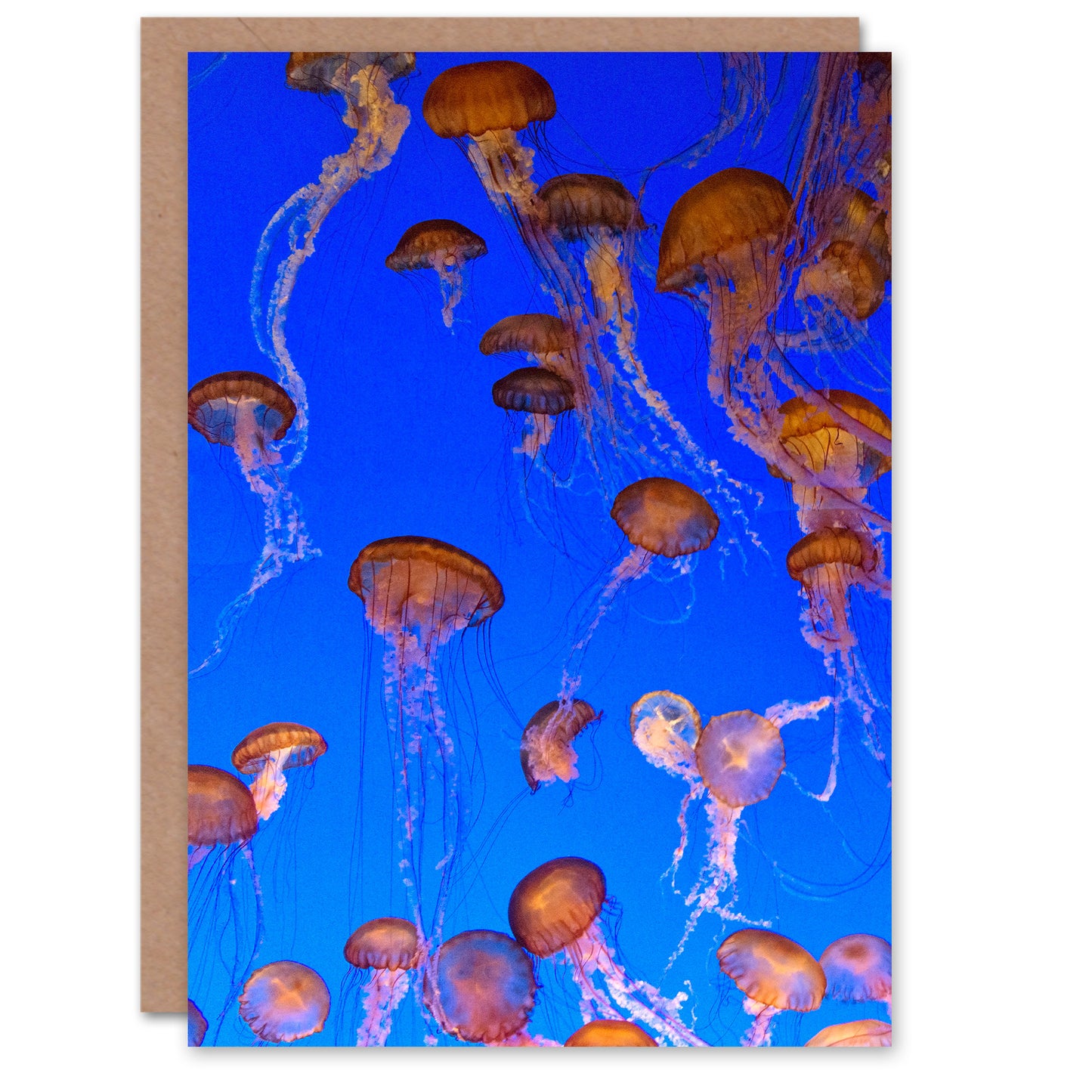 Carol M Highsmith Art Card Monterey Bay Aquarium Jellyfish