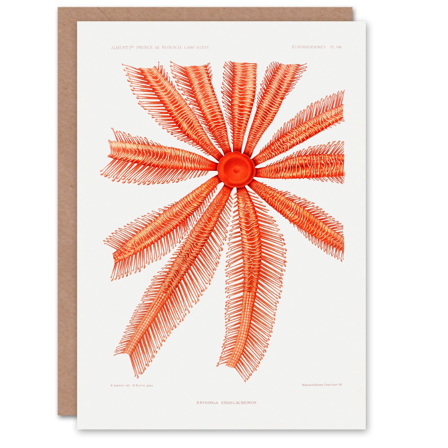 Vintage Marine Life Art Card Brisingida Starfish Illustration