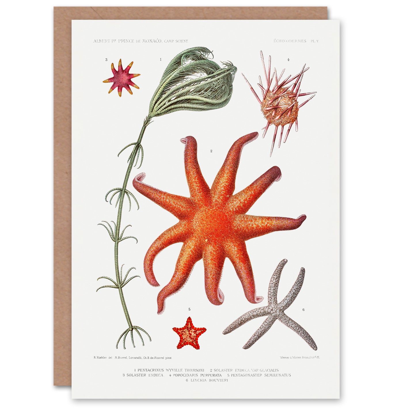 Vintage Marine Life Art Card Deep Sea Starfish Varieties
