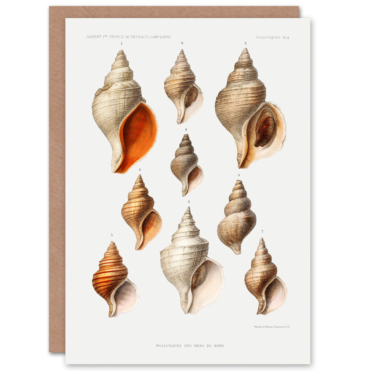 Vintage Marine Life Art Card Molluscs from the Northen Sea