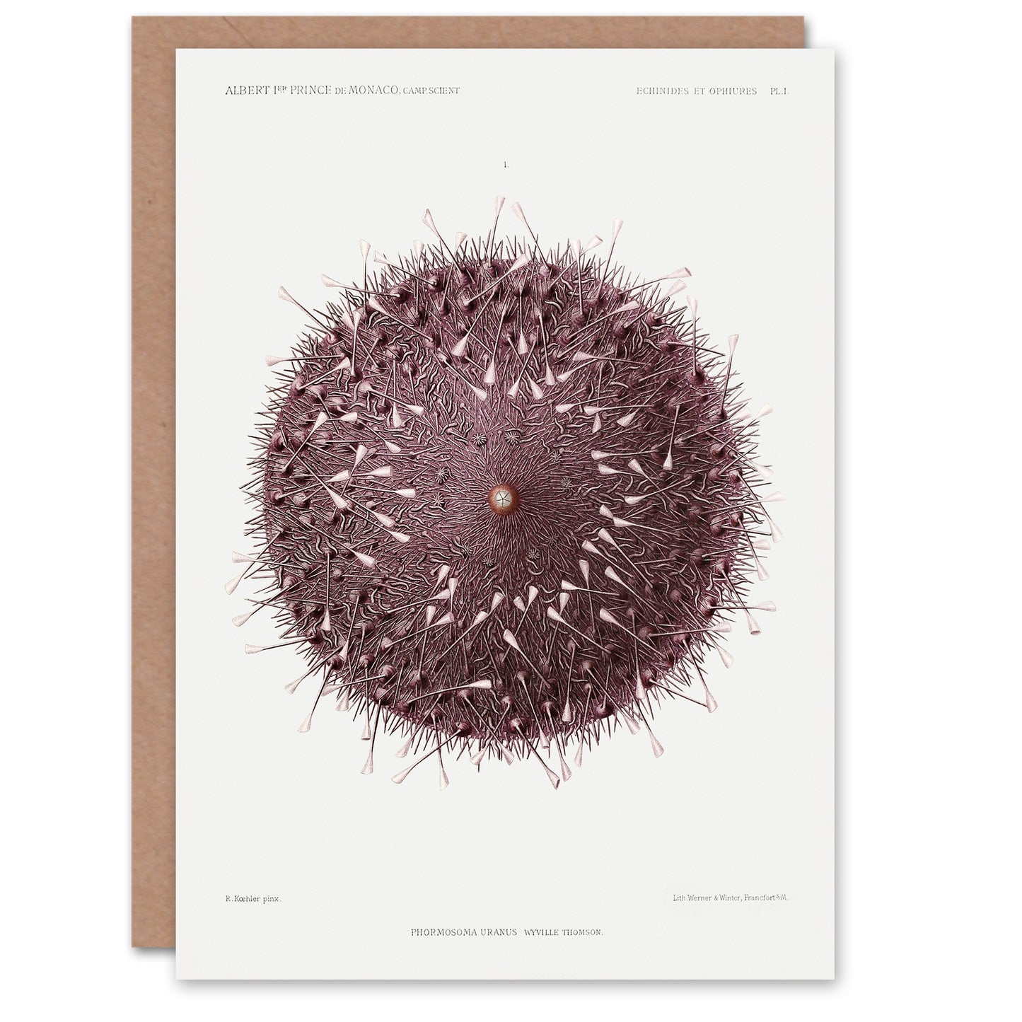 Vintage Marine Life Art Card Sea Urchin Detailed Illustration