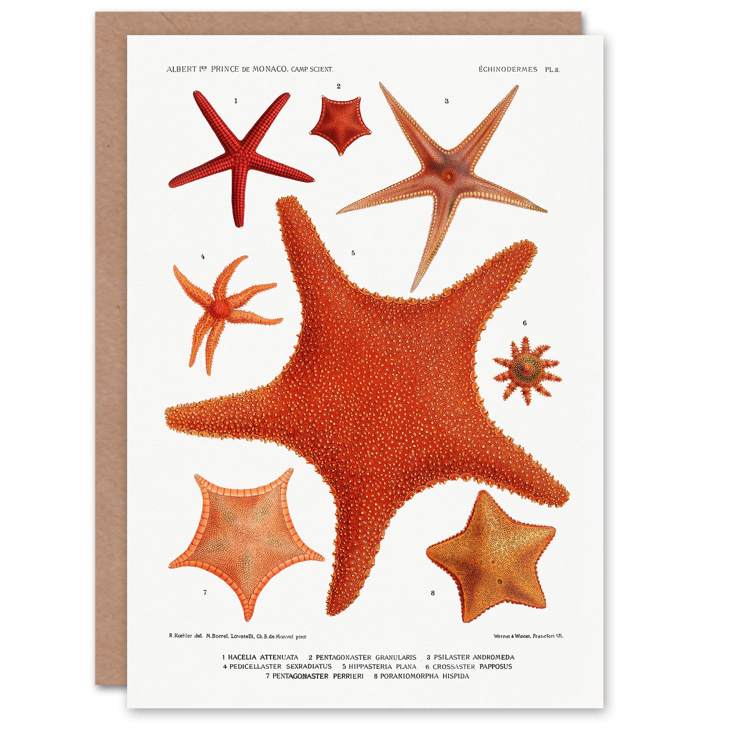 Vintage Marine Life Art Card Starfish Species Varieties