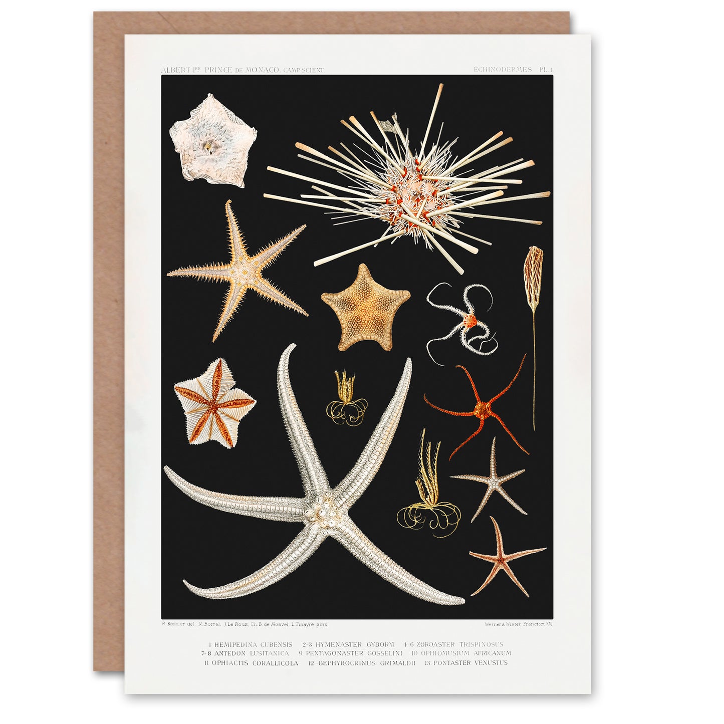 Vintage Marine Life Art Card Varieties of Deep Sea Starfish