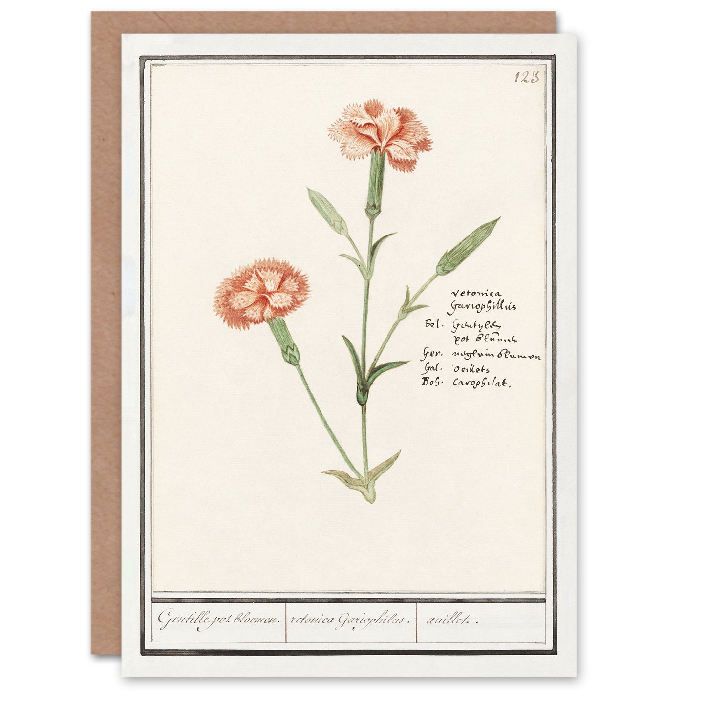 Anselmus de Boodt Art Card Carnation Dianthus Flower
