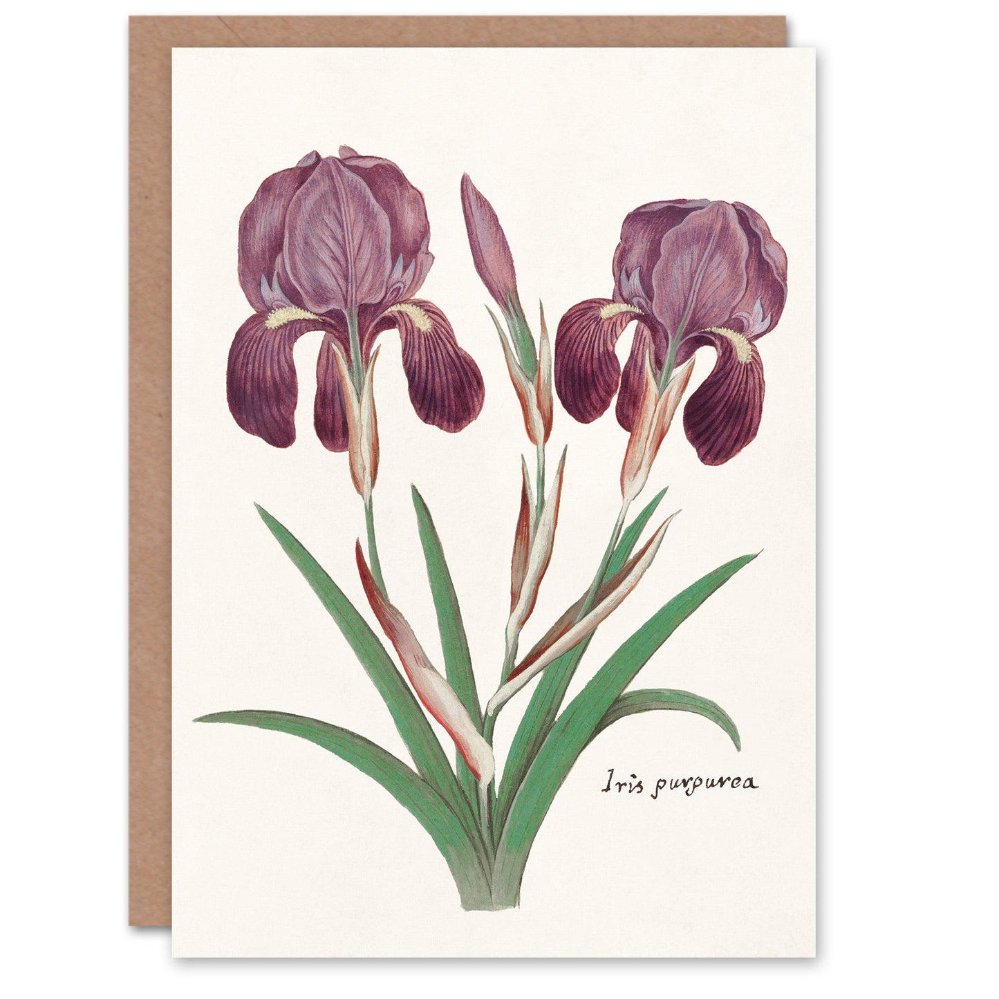 Anselmus de Boodt Art Card Purple Iris Germanica Flower