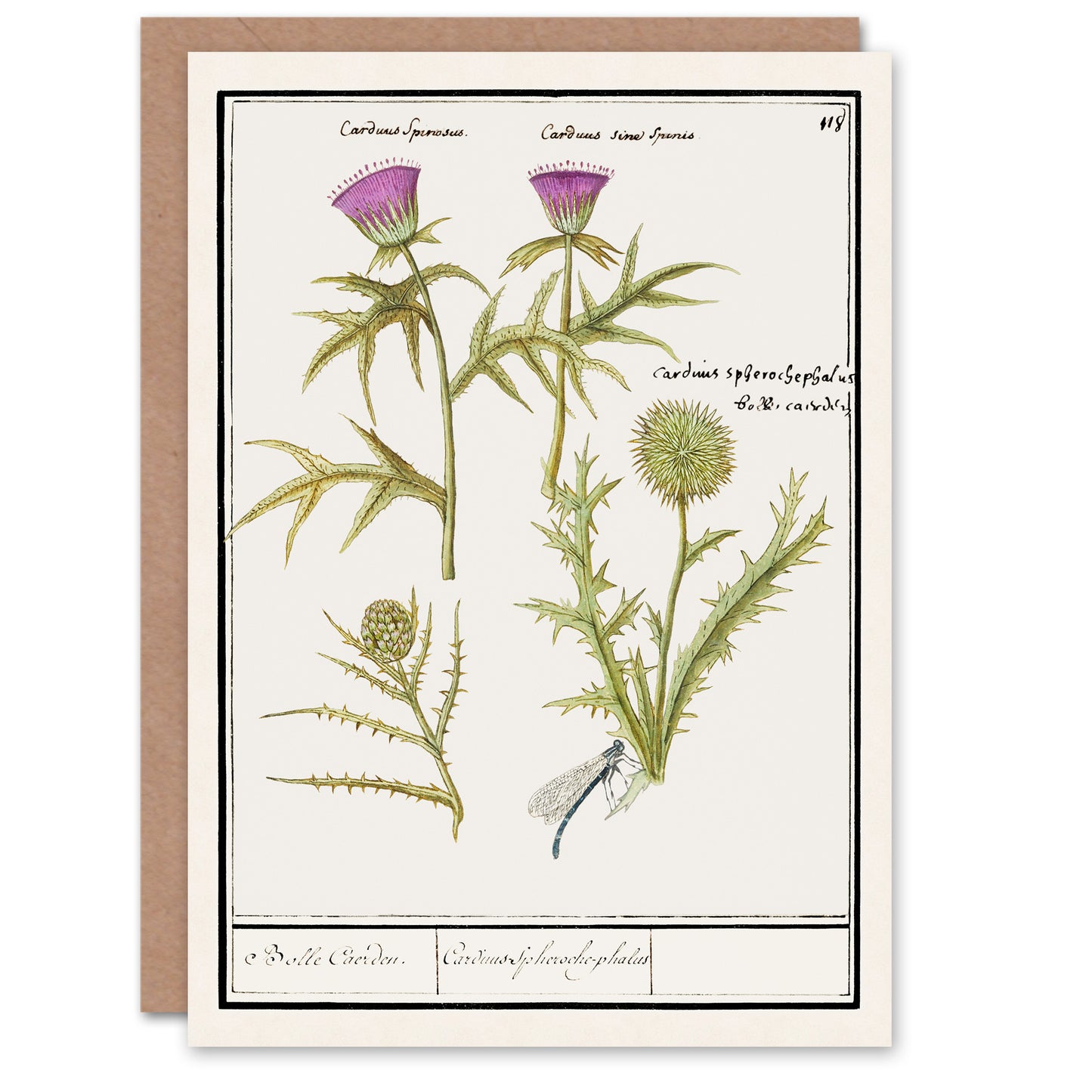Anselmus de Boodt Art Card Thistle and Artichoke Flowers