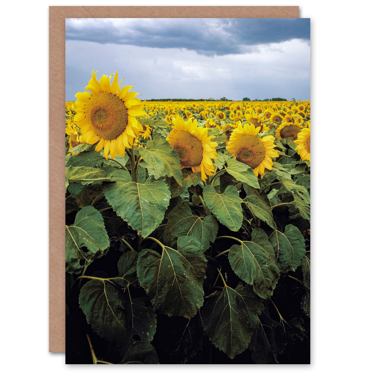Carol M Highsmith Art Card A Kansas Sunflower Field Up Close