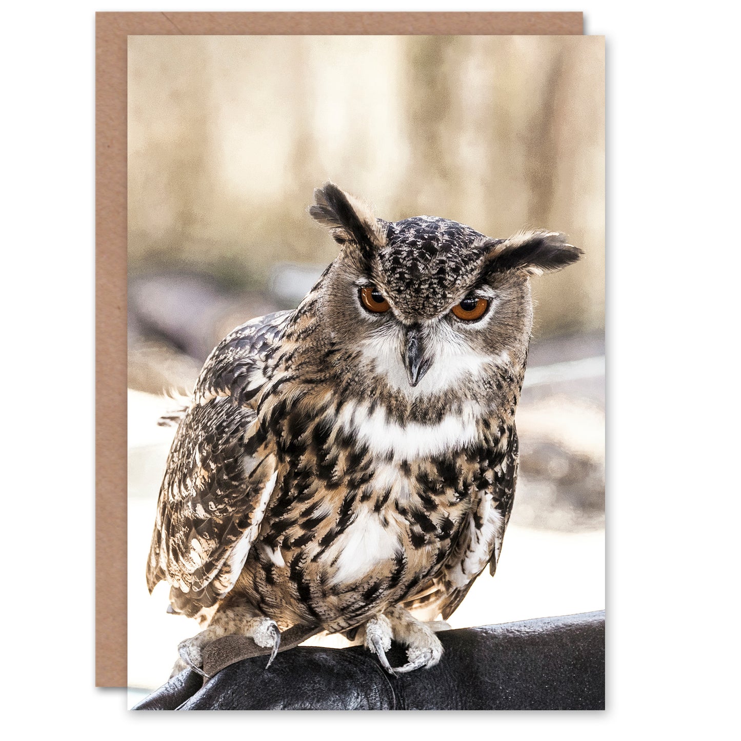 Carol M Highsmith Art Card Long Eared Owl Perched On A Rock