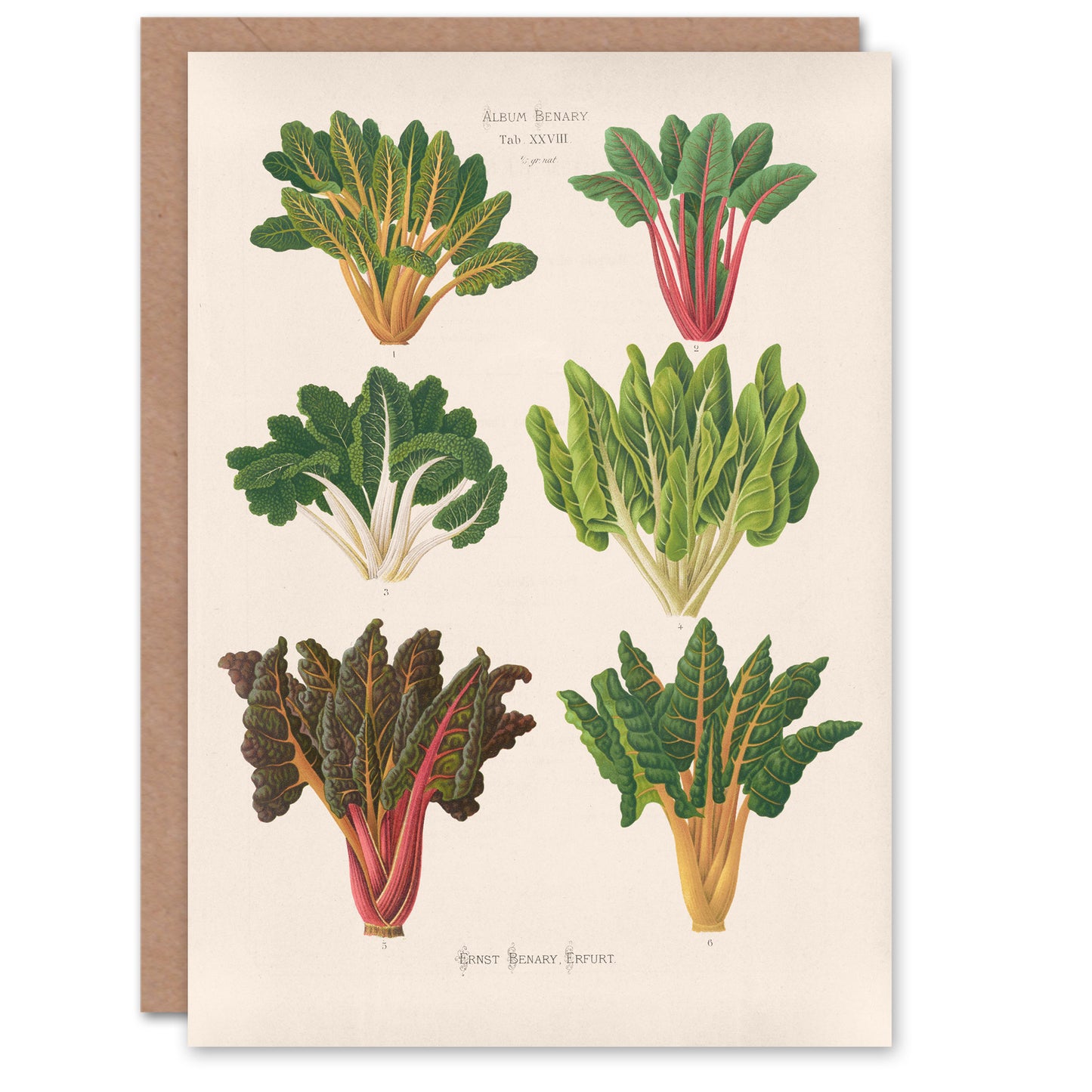 Ernst Benary Art Card Beet and Swiss Chard Vintage Botanical