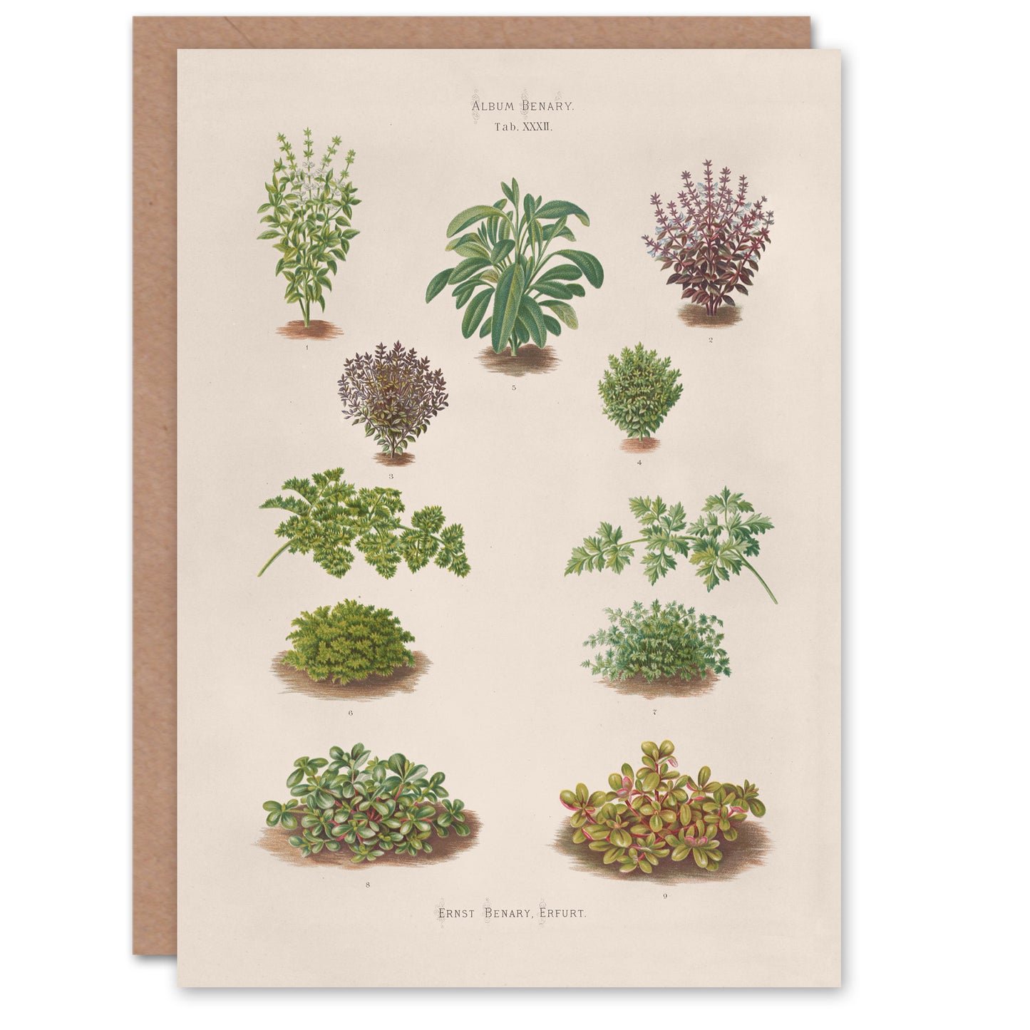 Ernst Benary Art Card Botanical Bushes Vintage Illustration