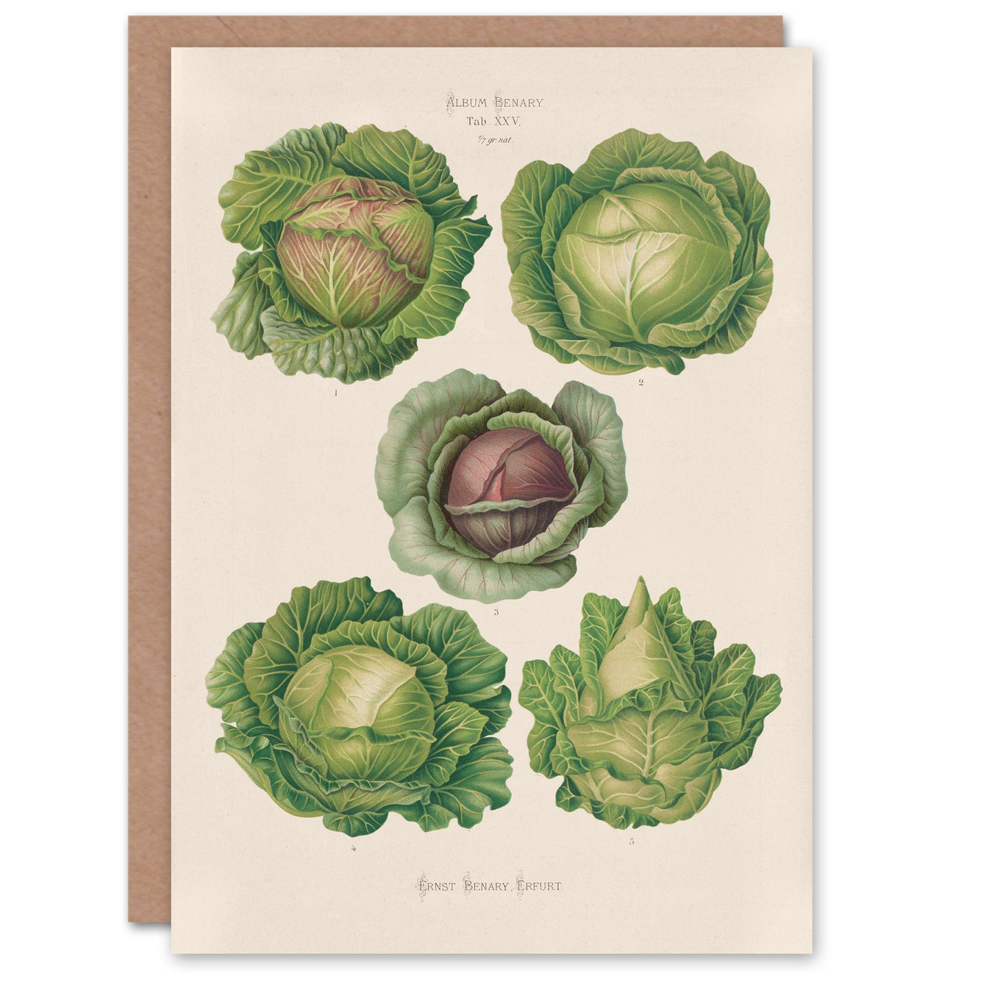Ernst Benary Art Card Cabbage Varieties Vintage Botanical