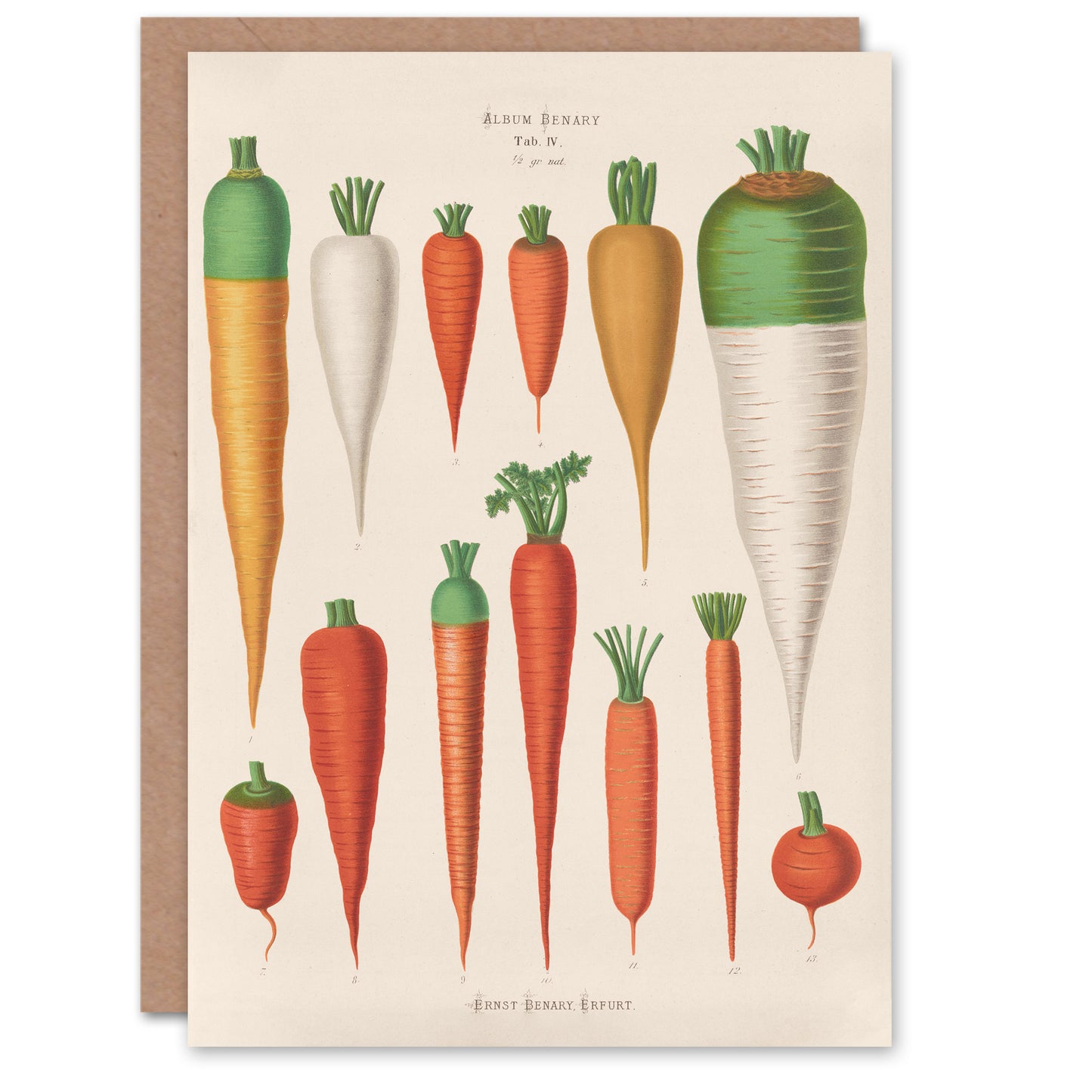 Ernst Benary Art Card Carrot Varieties Vintage Illustration