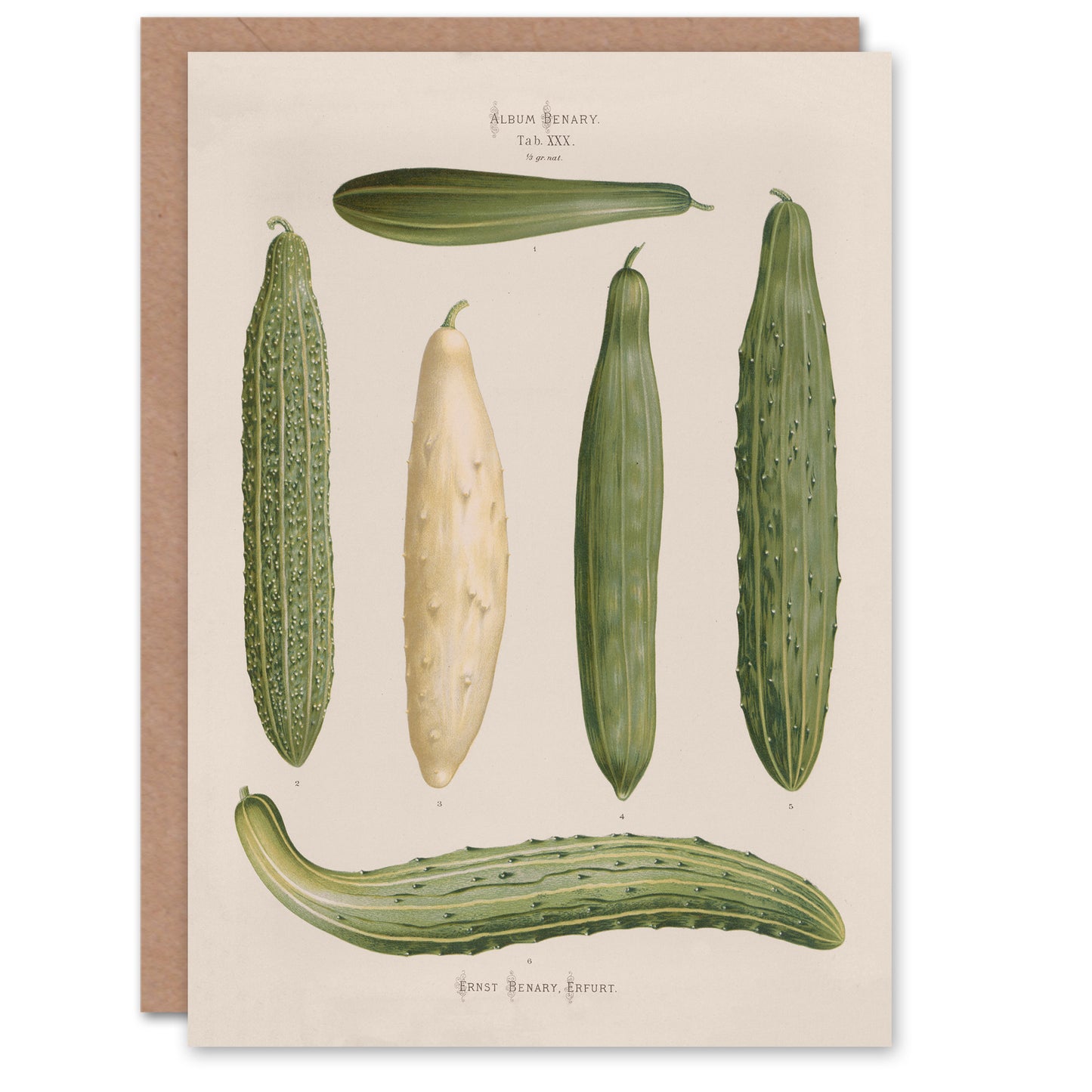 Ernst Benary Art Card Trellis Frame Cucumber Varieties